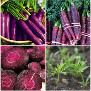 Hạt giống cà rốt tím lai F1 - 1 gói 100 hạt