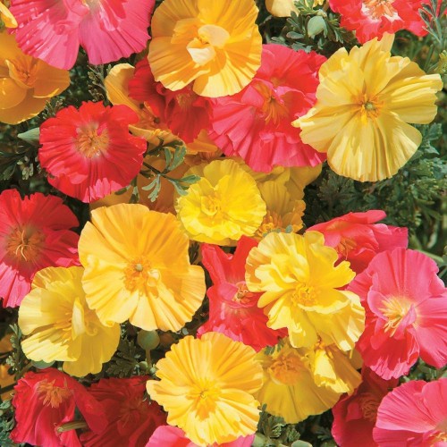 Hạt giống hoa pop py mix màu (tặng kèm phân bón và kích mầm)