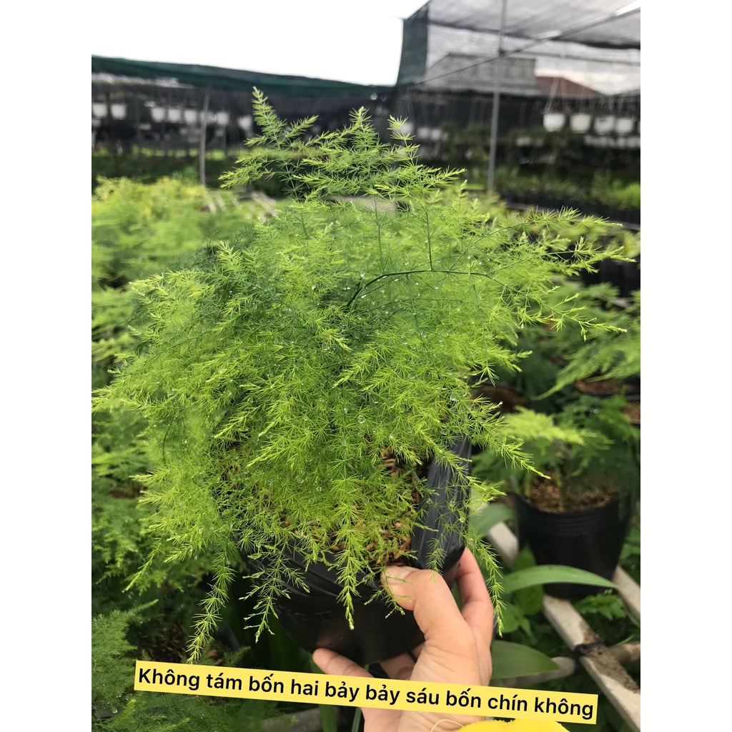 Cây thủy tùng- cây công trình- cây phong thủy- cây sân vườn- caykiengsadec