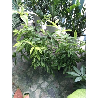 Cây trúc Nhật