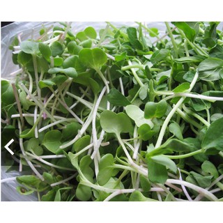 Hạt giống Mầm cải ngọt