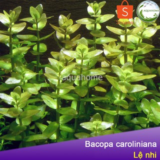 Cây thủy sinh lệ nhi