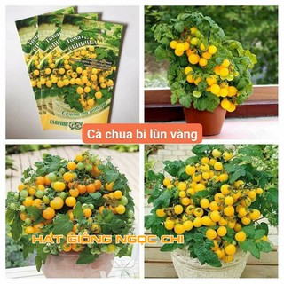 Hạt Giống Cà Chua Lùn Vàng - 30 Hạt
