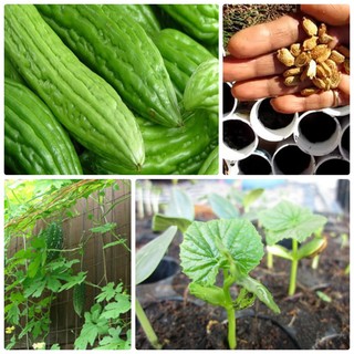 HẠT GIỐNG MƯỚP ĐẮNG F1