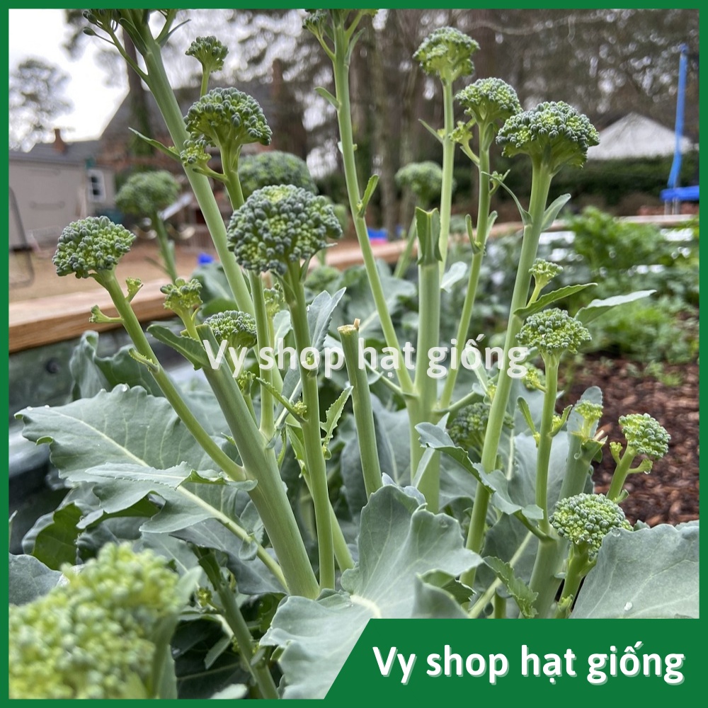 Hạt giống súp lơ  baby Thái Lan gói 10 hạt