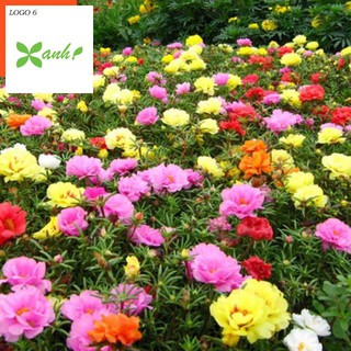 Giống hoa Mười giờ mix (100 hạt nhiều màu)