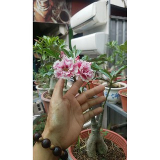 Cây hoa sứ thái kép đủ màu