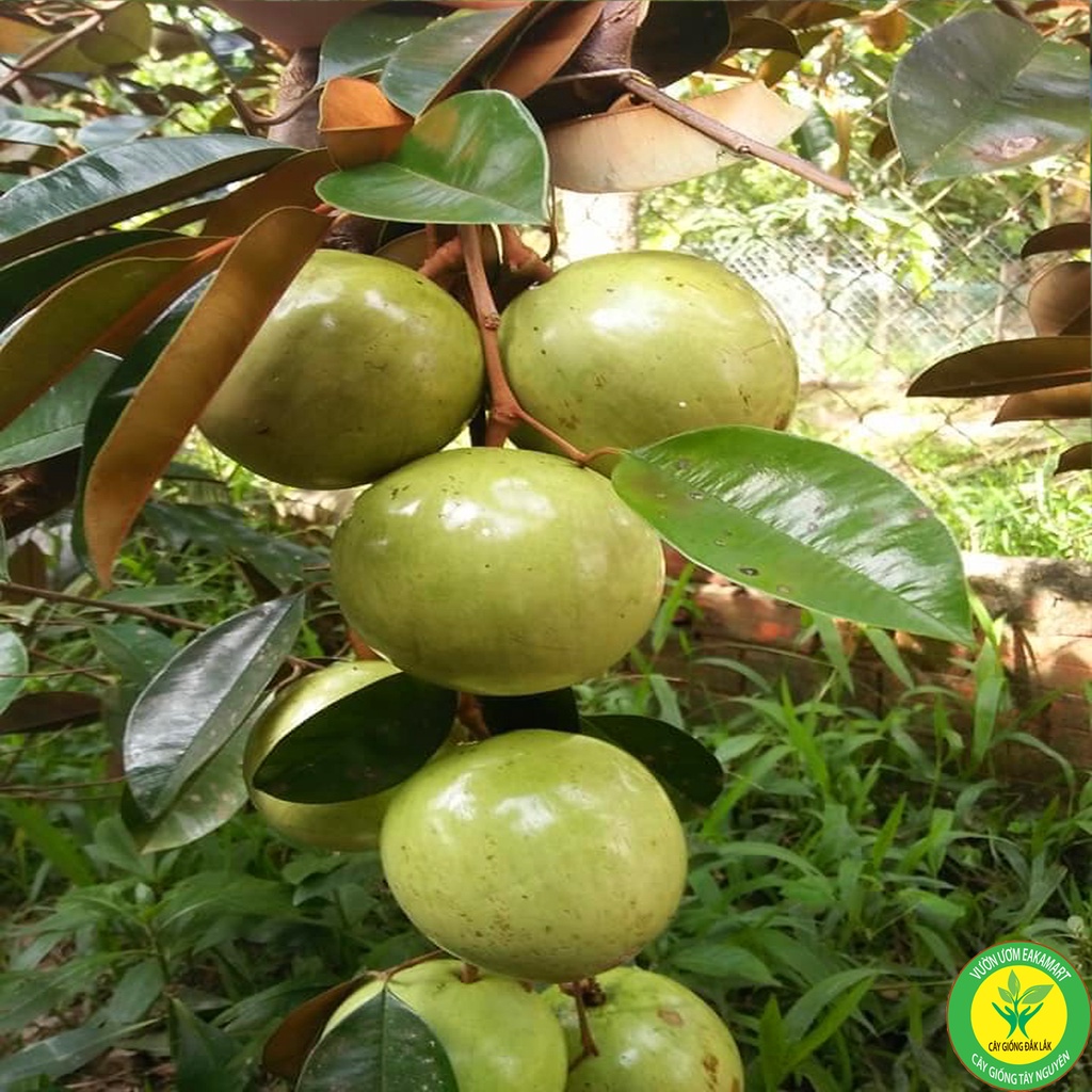 Cây Giống Vú Sữa Lò Rèn Giống .