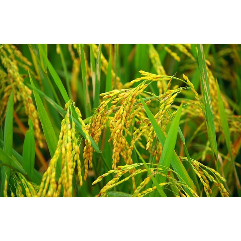 Phân bón cho lúa, Siêu Vô Gạo - Vào gạo nhanh, chắc hạt, nặng ký, siêu to hạt.