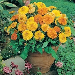 Hạt giống Cúc SUSI (tặng kèm phân bón)