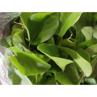 Lá sương sâm xanh, tươi