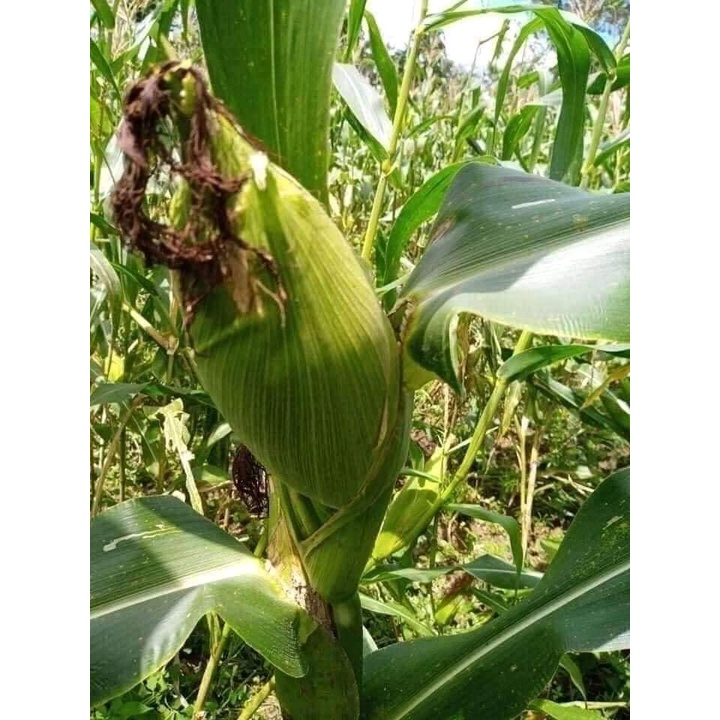 Hạt giống ngô nếp nù sữa 50 hạt