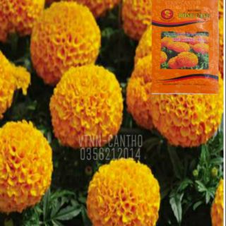 Vạn Thọ Thái Lùn F1 cam đỏ - Rồng Vàng MK 46A