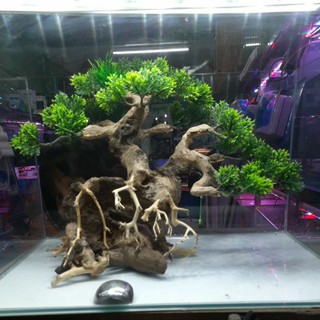 Cây bosai cỡ lớn trang trí hồ cá