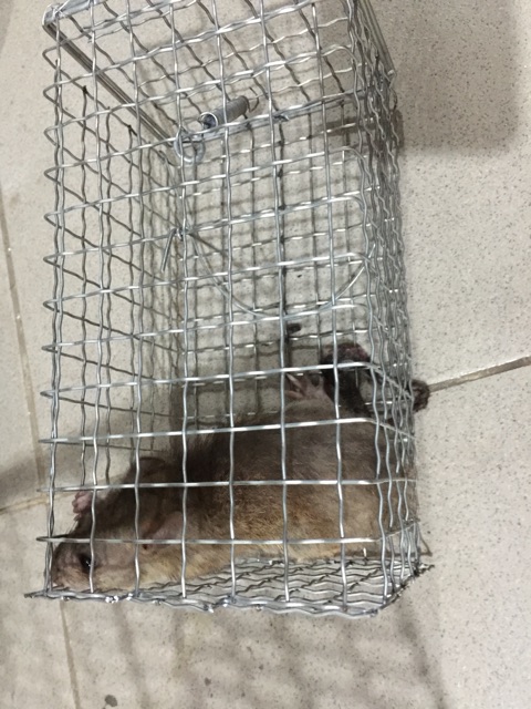 Set 2 bẫy chuột lưới có khoen gài