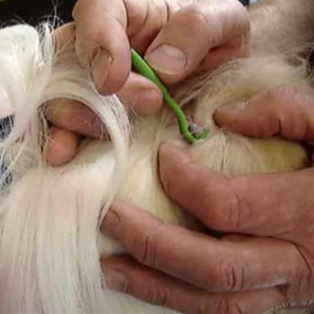 Set 3 Dụng Cụ Bắt Chấy Rận Cho Thú Cưng