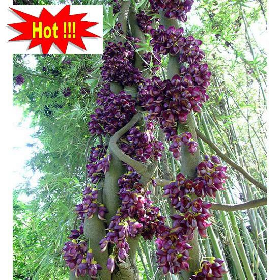 Hoa leo Huyết long 10 hạt