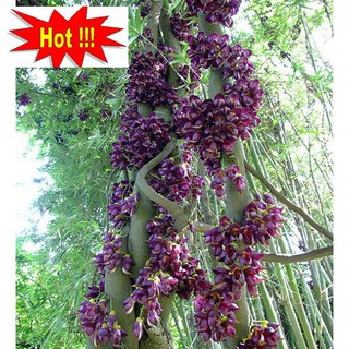 Hoa leo Huyết long 10 hạt