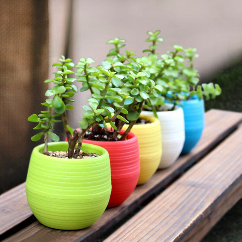 Chậu trồng hoa bằng nhựa nhỏ đầy màu sắc cho gia đình / văn phòng / trang trí cao cấp