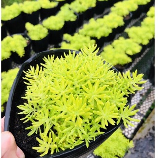 10 giờ úc - rau sam