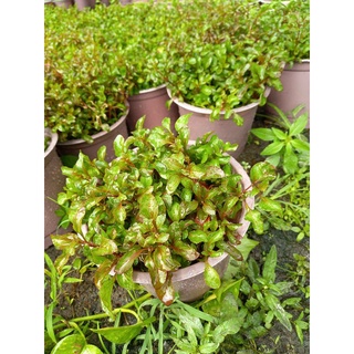 Chậu rau dền nhật - sarasboy 100% rau sạch nhà trồng