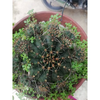 Cây con xương rồng nanh heo
