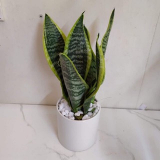 Cây lưỡi hổ Thái(size trung) - bầu đất, không chậu