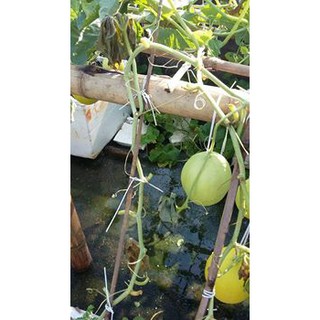 HẠT GIỐNG DƯA LÊ CÁC LOẠI - 1 GÓI