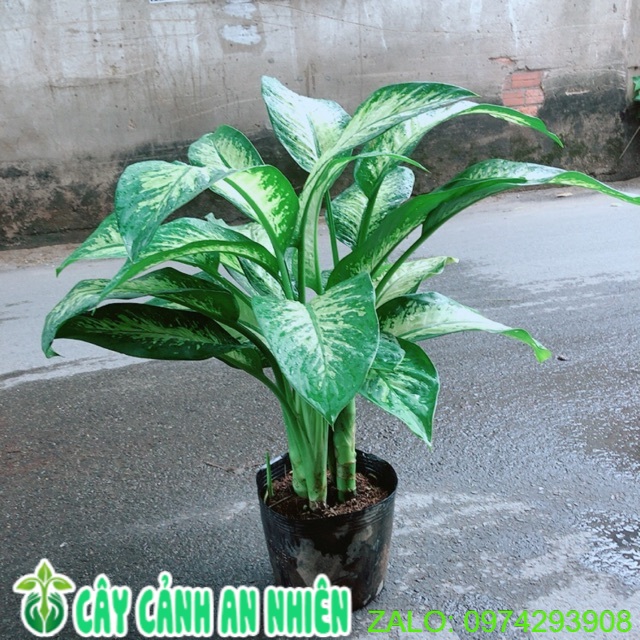 Vạn Niên Thanh Size Lớn