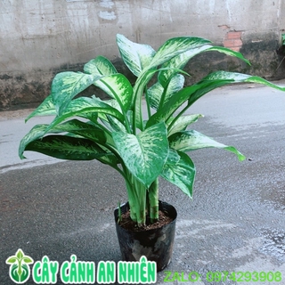 Vạn Niên Thanh Size Lớn