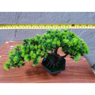Chậu cây bonsai trang trí tết