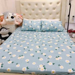 Bộ ga và 2 vỏ gối cotton poly