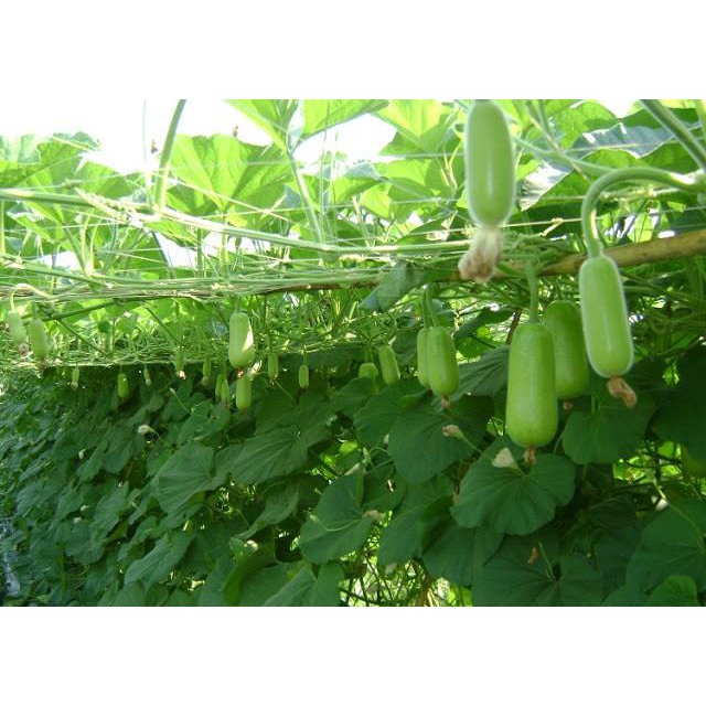 HẠT GIỐNG BẦU LAI F1 2gr