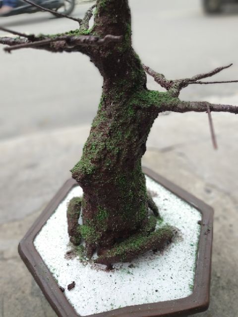 COMBO KEO LÀM THÂN CÂY BONSAI