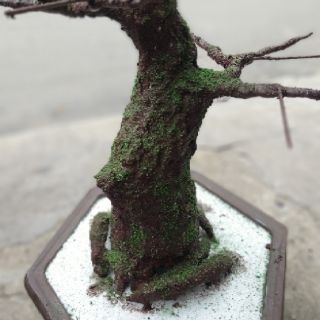 COMBO KEO LÀM THÂN CÂY BONSAI