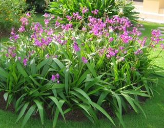 Địa lan tím (chu đình lan)