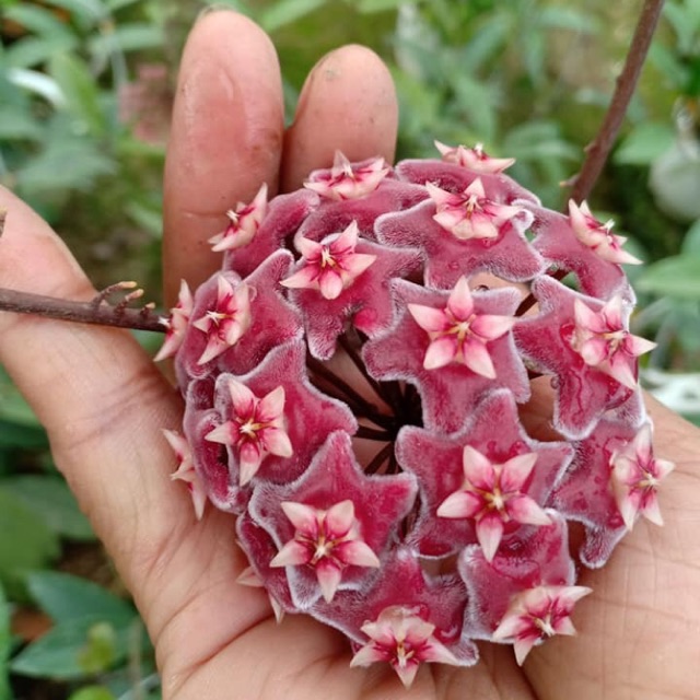 Cẩm cù bụi to hoa đỏ
