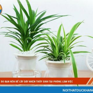 combo khóm cây lan nhện, cây dây nhện