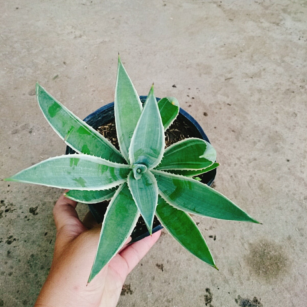 Cây Dứa Agao  - cây cảnh đẹp