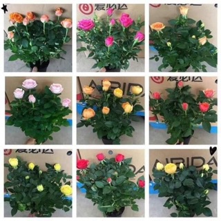 COMBO 10 GỐC HỒNG SIÊU NỤ( đủ màu hoa)- đã kích rễ kích mầm