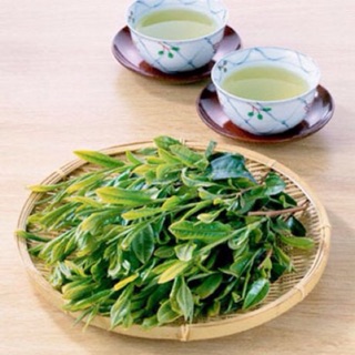 Tinh dầu chè xanh