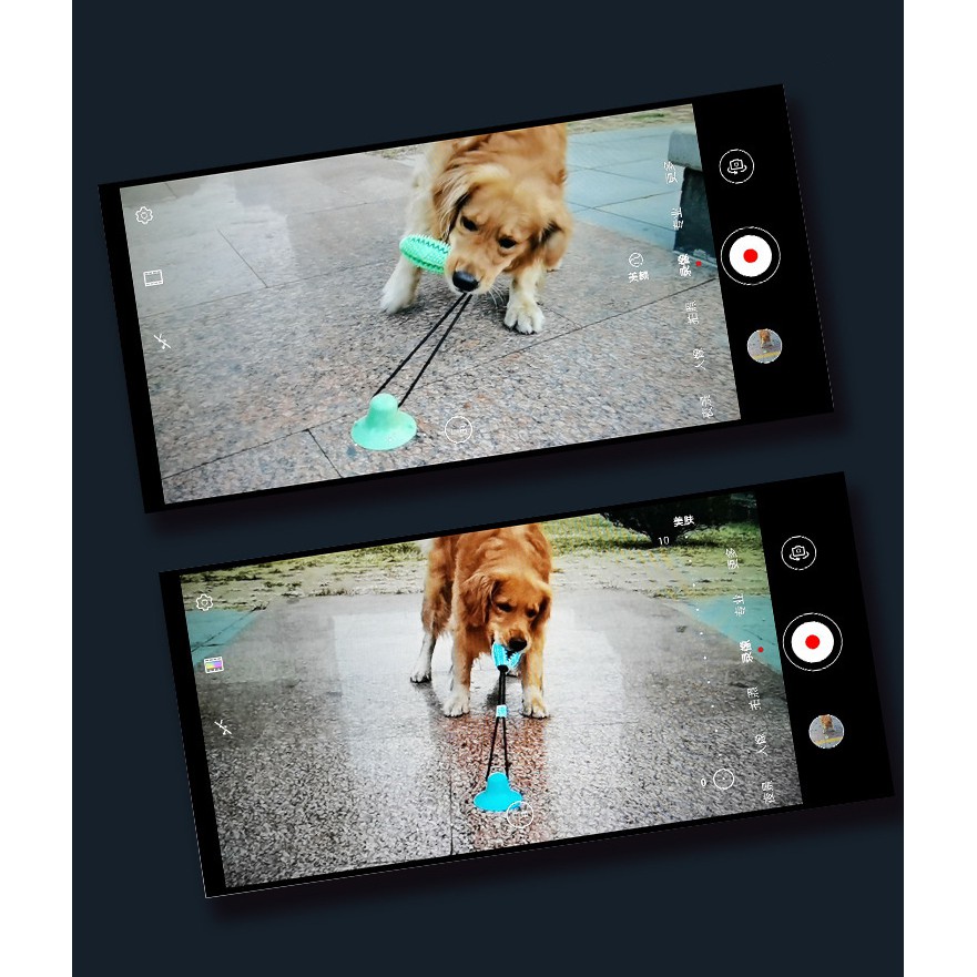 Đồ chơi cho chó mèo , đồ chơi kéo co giúp thú cưng giảm bớt sự tăng động