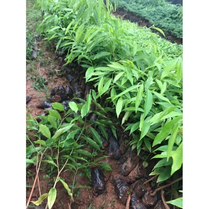COM BO 10 CÂY GIỐNG TRẦM HƯƠNG -GIÓ BẦU