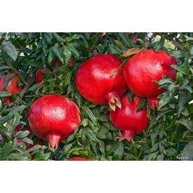 Cây Lựu Lùn Đỏ Đậm Ai Cập - Giống Mới Năng Suất Cao