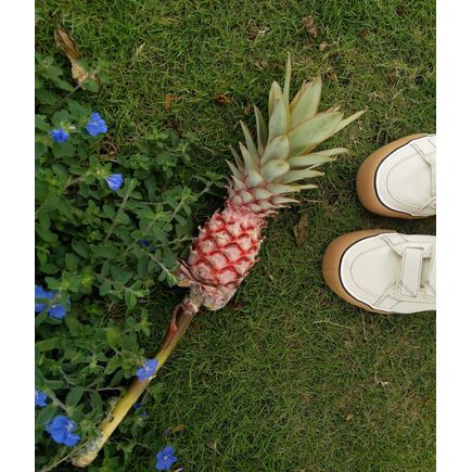 GIÀY SNEAAKER ANANAS BASAS - LOW TOP-OFFWHITE/GUM UY TÍN.