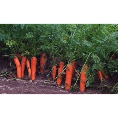 [GIÁ GỐC] Hạt giống Cà rốt củ to - 40 hạt