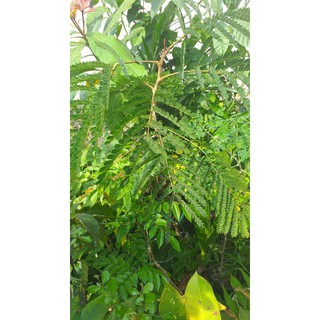 bầu Cây lim xẹt cao từ 70cm