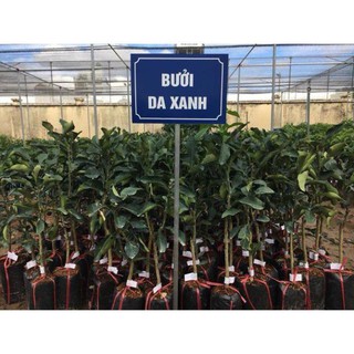CÂY GIỐNG BƯỞI DA XANH