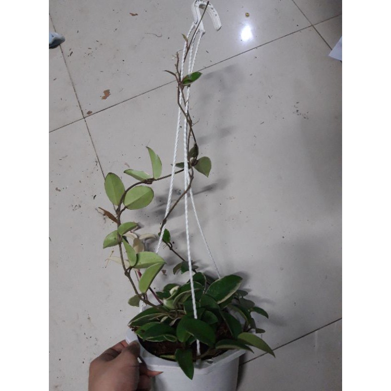 Cẩm cù lá cẩm thạch đủ size