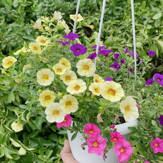 Chậu Hoa Dạ Yến Thảo